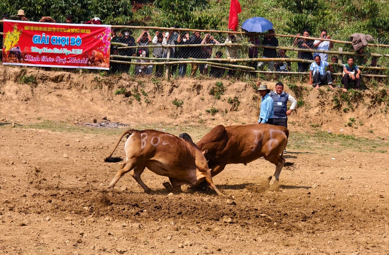 Em kg bài: Chọi bò - Nét đẹp văn hóa dân tộc Mông giữa Tây Nguyên 6