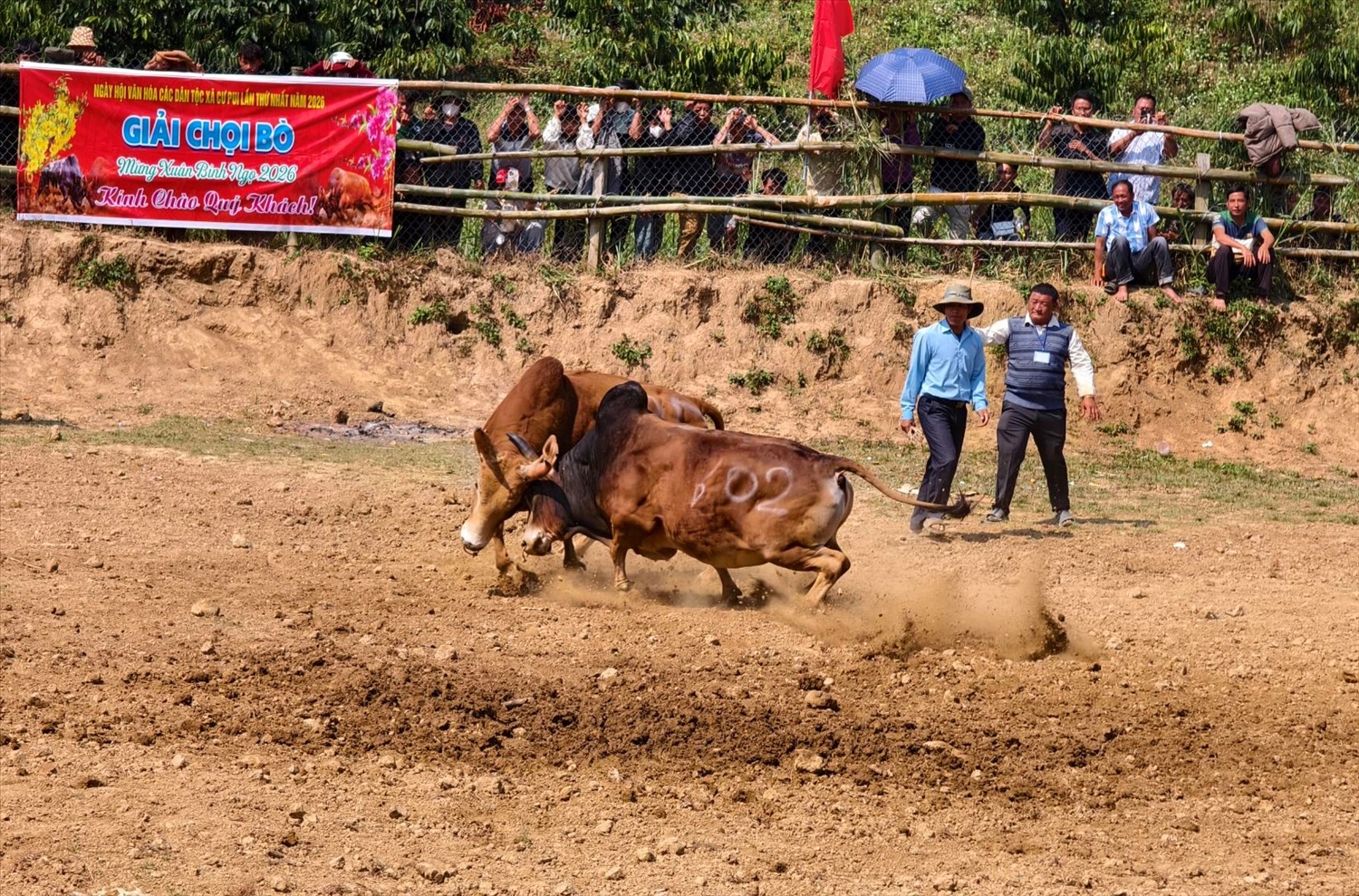 Em kg bài: Chọi bò - Nét đẹp văn hóa dân tộc Mông giữa Tây Nguyên 7