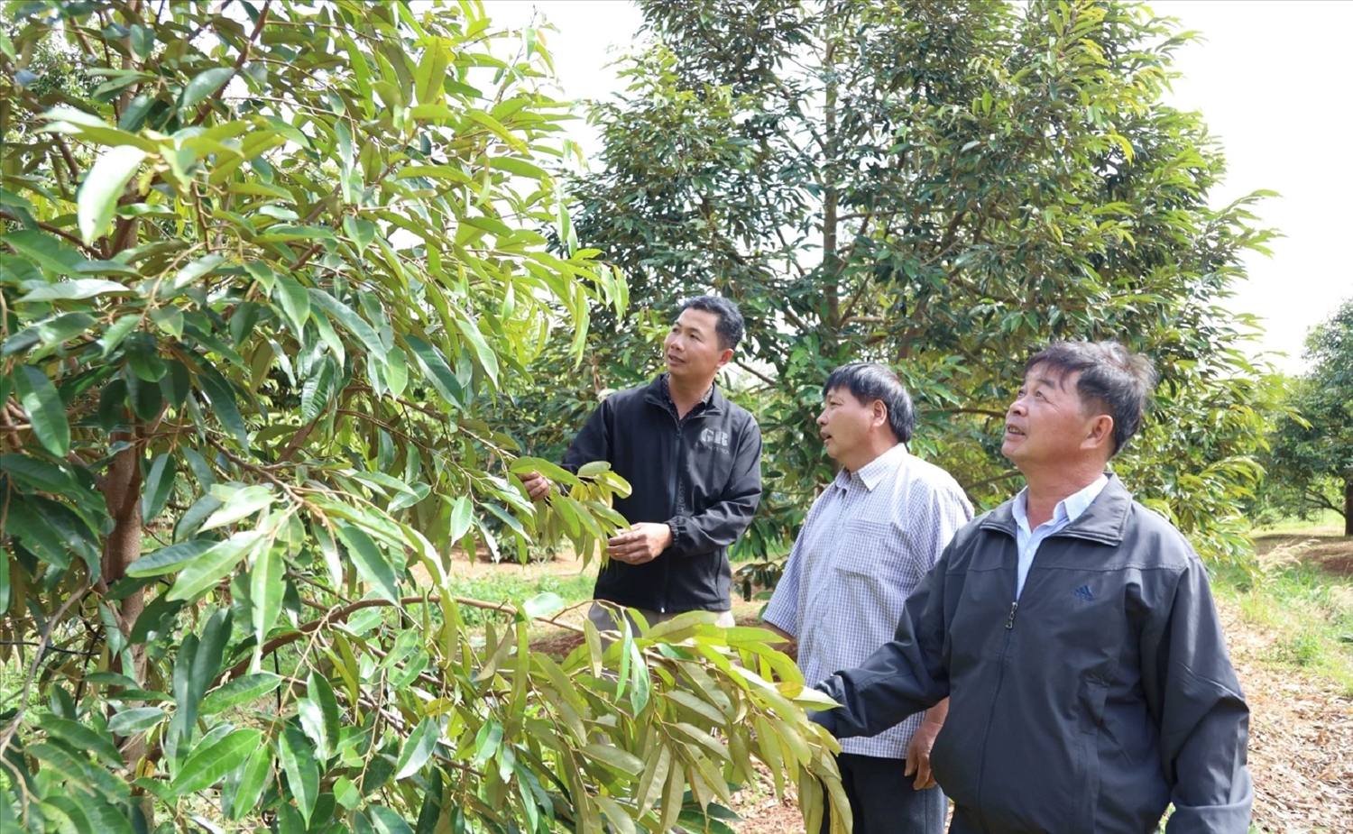 Đảng viên trẻ của Chi bộ thôn 3, xã Ea Wy phát triển mô hình trồng sầu riêng xen canh mang lại hiệu quả kinh tế cao