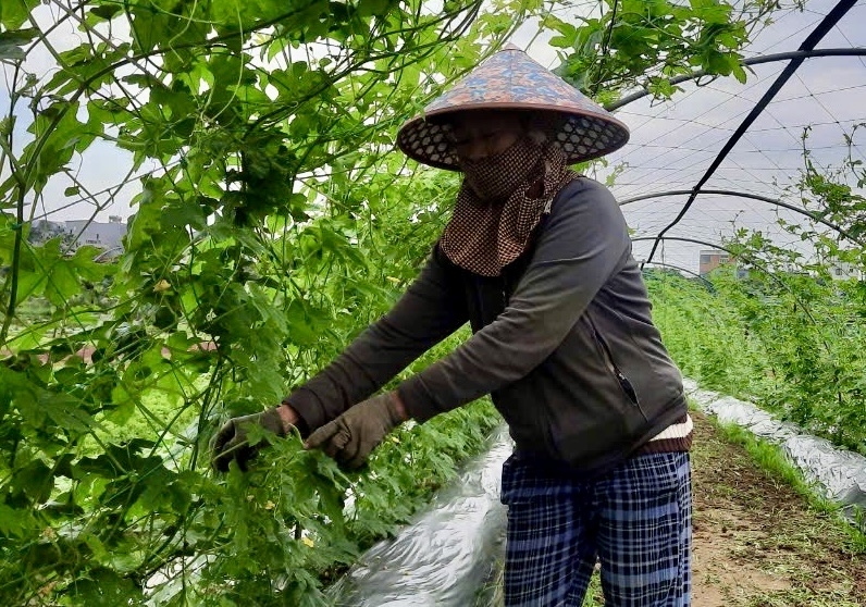 Nông dân ở cánh đồng Bàu Tròn, Đại Lộc đang thu hoạch rau màu để bán cho thương lái. (Ảnh NT)