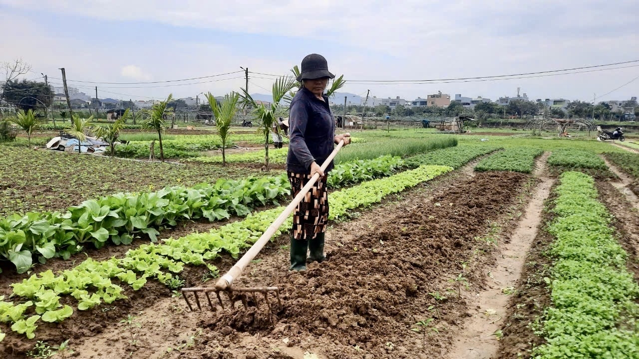 Giá cả rau, củ tăng so với năm ngoái giúp người nông dân có thêm thu nhập để sắm Tết. (Ảnh NT)
