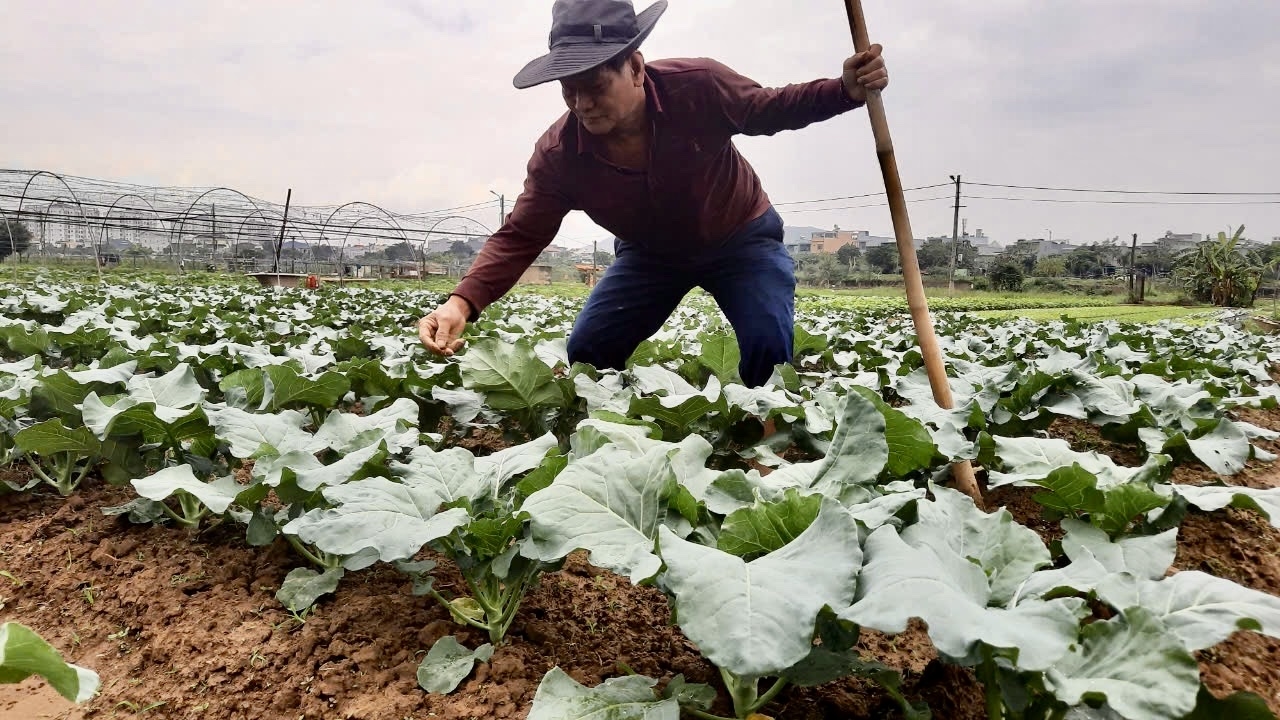 Ông Mai Văn Phu kỳ vọng vụ rau Tết cho thu nhập tốt. (Ảnh NT)