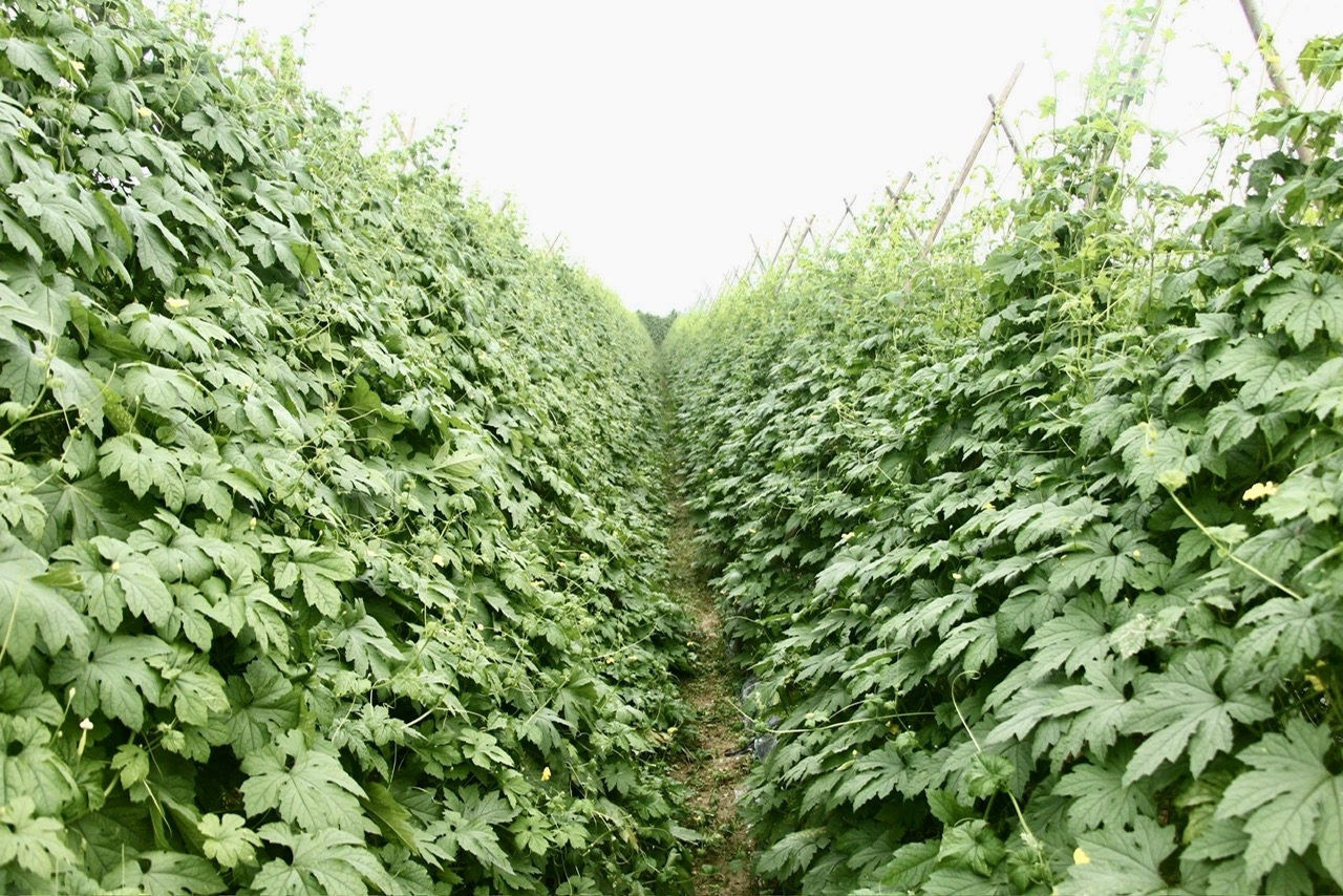 Những cánh đồng rau màu xanh ngát đang thắp lên niềm hy vọng Tết đủ đầy cho nông dân ở Đà Nẵng sau những ngày mưa lũ kéo dài. (Ảnh NT)