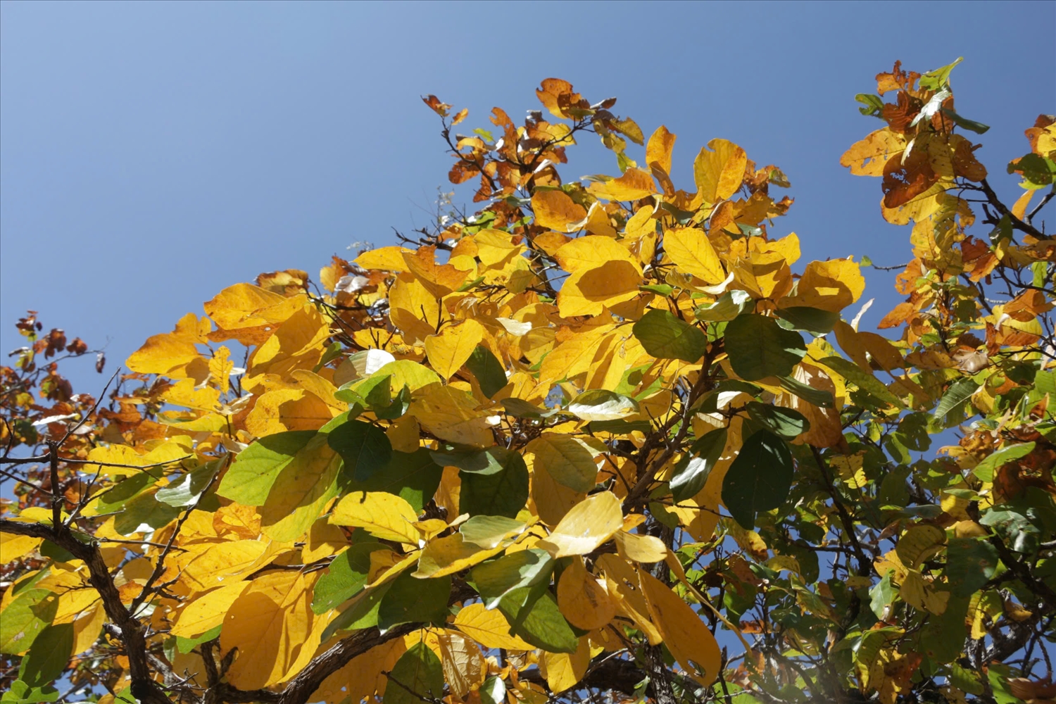 Những tán lá cây ở cánh rừng khộp chuyển từ xanh sang vàng tươi