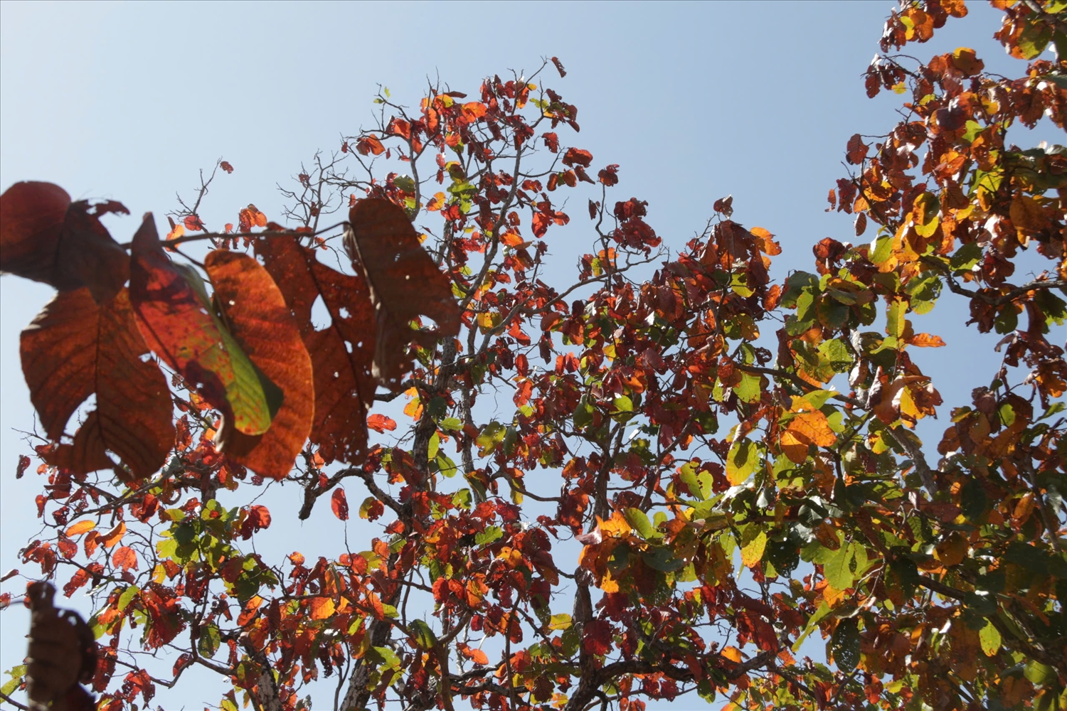 Từ màu vàng lá cây chuyển màu cam, đỏ rồi mới trút xuống mặt đất