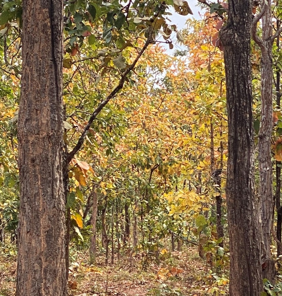 Đầu mùa khô những khoảng rừng lớn đồng loạt chuyển màu vàng ruộm