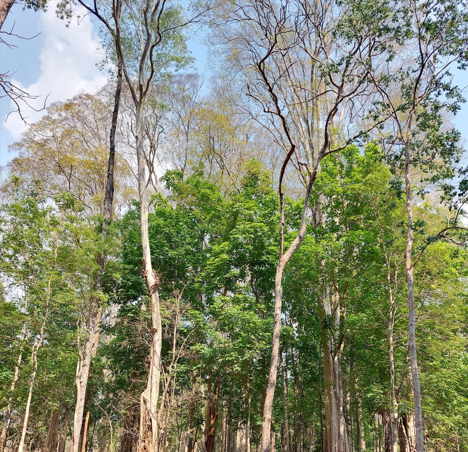 Những cây rụng lá trước sớm nẩy lộc non xanh biếc 