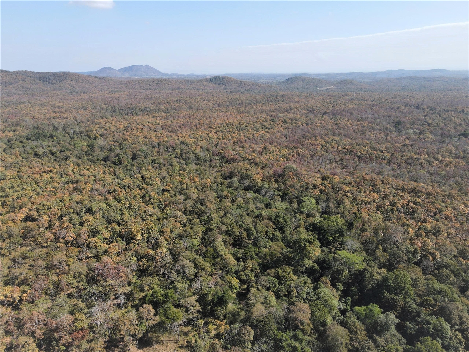 Cánh rừng khộp rộng lớn của Vườn Quốc gia Yok Đôn