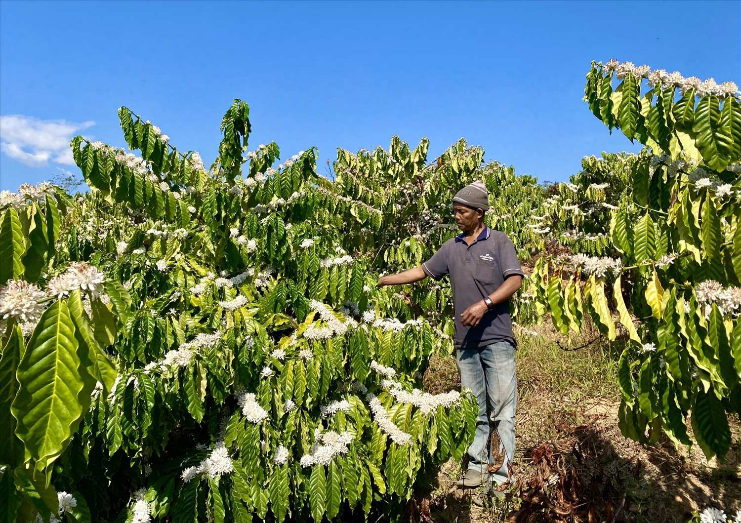 Nhờ nguồn nước tưới của dòng sông Pô Kô, những vườn cà phê của đồng bào Ba Na ở làng Kon Tu Jốp 1, xã Đăk Tô luôn phát triển xanh tốt. (Ảnh: Ngọc Chí)
