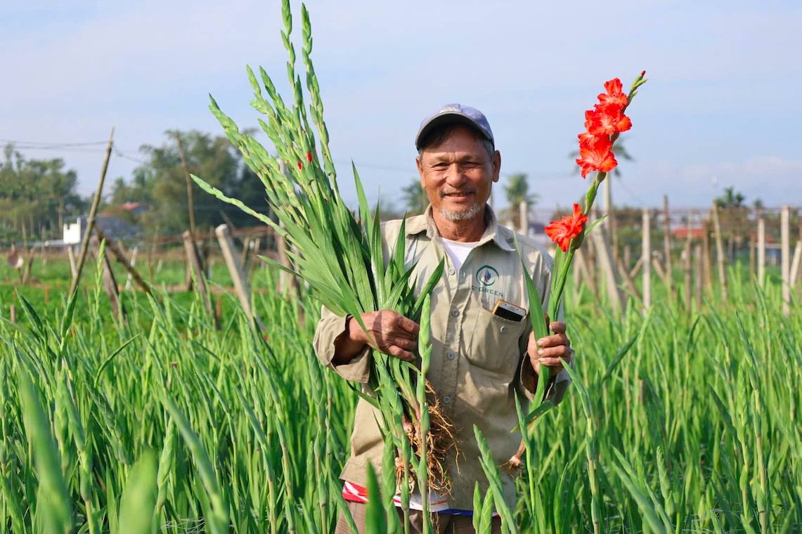 Hoa lay ơn được mùa, được giá, người nông dân trồng hoa xã An Phú có nguồn thu nhập khá để sắm Tết. (Ảnh: N.Đ)