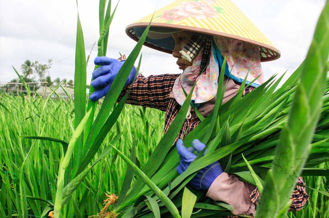 Sắc Xuân đang ngập tràn trên làng hoa lay ơn xã An Phú. (Ảnh: N.Đ)