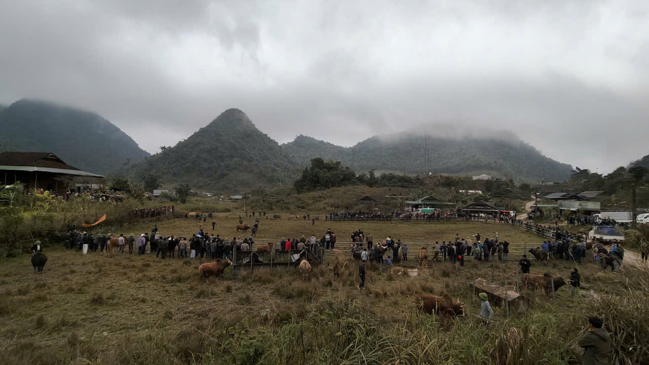 Nét độc đáo của hội chọi bò Mường Lống là sau khi kết thúc các trận đấu, những con bò chọi được tuyển chọn để nhân giống, phục vụ chăn nuôi và làm sức kéo trong sản xuất.