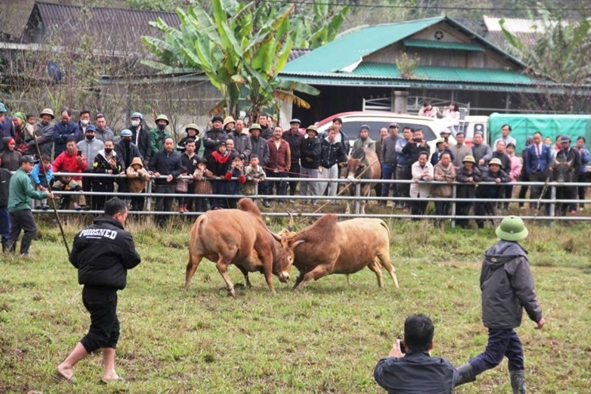 Các trận đấu bò diễn ra quyết liệt nhưng vẫn trong không khổ, bảo đảm tính nhân văn trong lễ hội (Ảnh: Phạm Tiến)