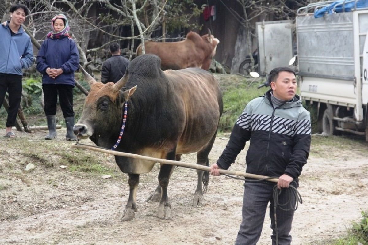 Anh Và Bá Xử (sinh năm 19Anh Và Bá Xử (sinh năm 1988), ở bản Nong Kèo, xã Mường Lống dắt bò vào sới chọi (Ảnh: Phạm Tiến)88), ở bản Nong Kèo, xã Mường Lống dắt bò vào sới chọi (Ảnh: Phạm Tiến)