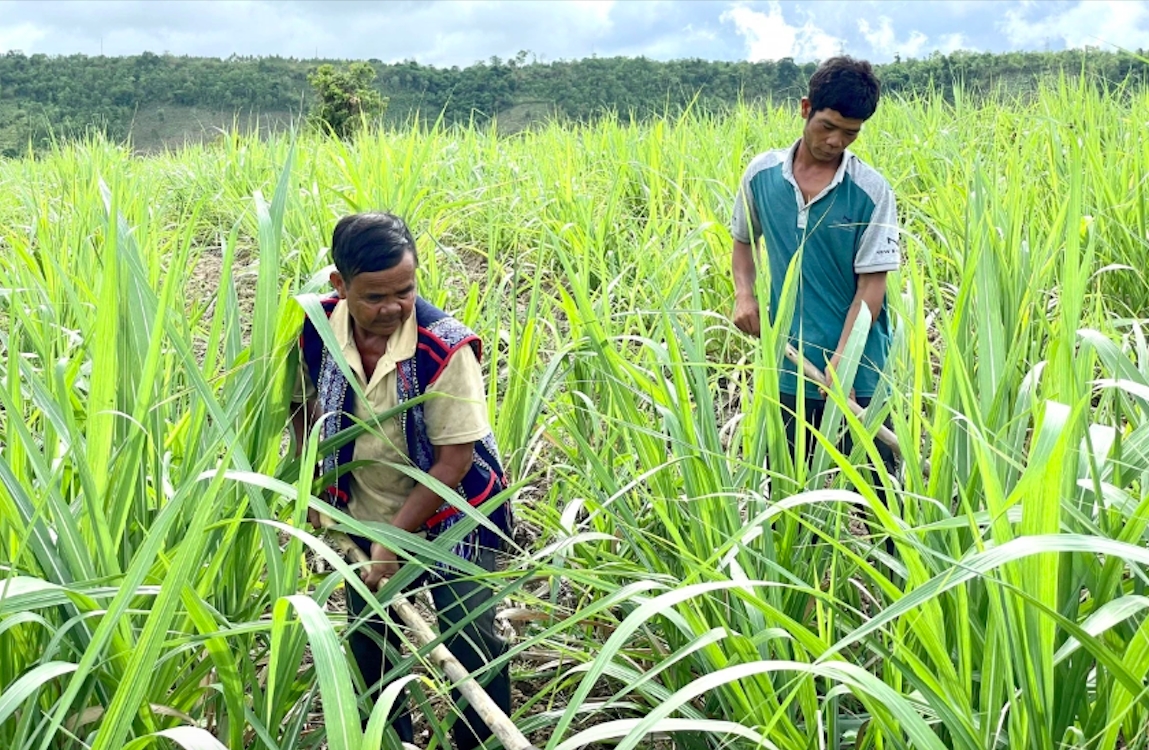UBND tỉnh Gia Lai tập trung triển khai nhiều mô hình giúp người dân nâng cao thu nhập, phấn đấu giảm tỷ lệ hộ nghèo xuống còn 1,43% vào cuối năm 2026. (Ảnh: H.Q)