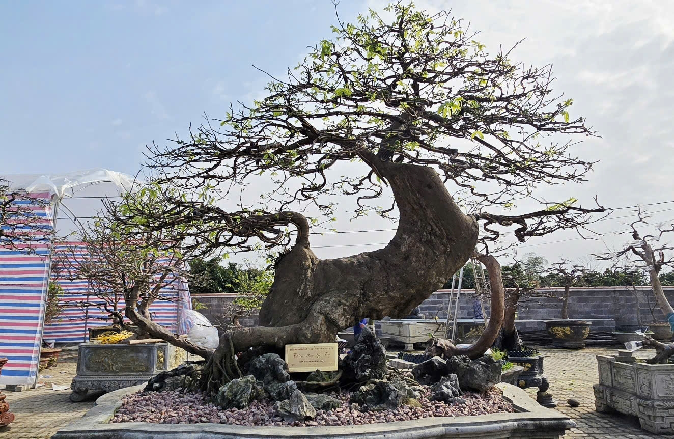 Thiên phúc Yên Tử được giới chơi cây đánh giá là một trong những cây mai vàng Yên Tử cổ nhất còn tồn tại, với tuổi đời ước tính hàng trăm năm. Ảnh: Mỹ Dung