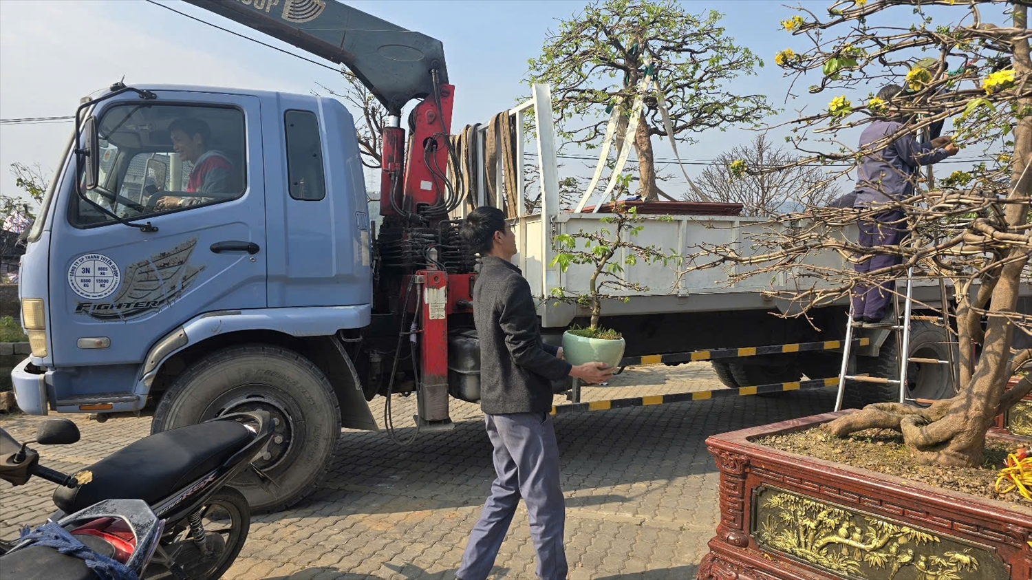Nhiều người tìm đến Bình Khê không chỉ để mua mai chơi Tết mà để thưởng mai. Ảnh: Mỹ Dung