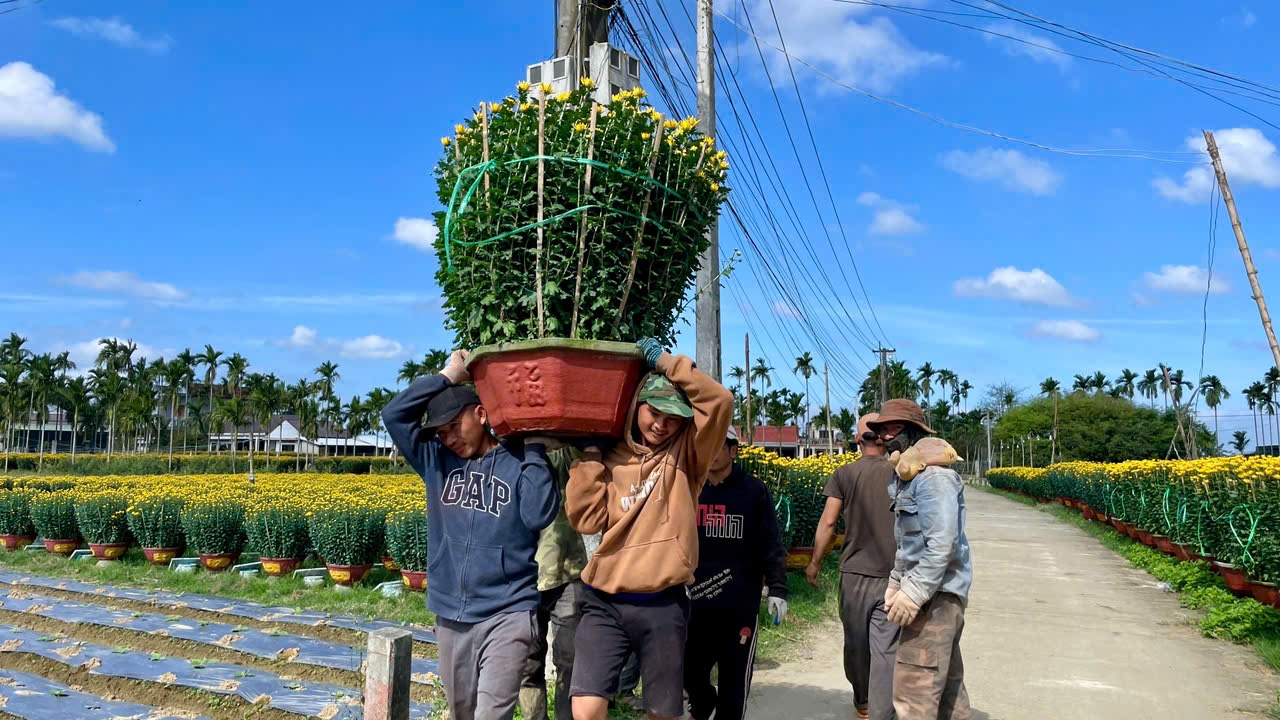Hàng chục ngàn chậu hoa các loại đã được bán ra thị trường. (Ảnh NT)