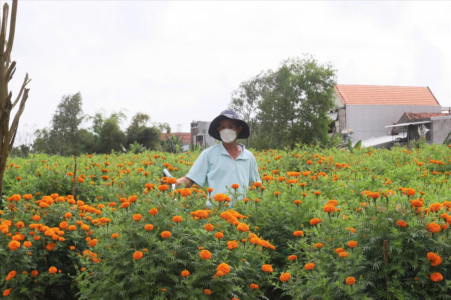 Hoa nở rộ, đúng ngày giúp nhiều nông dân ở Đà Nẵng và Quảng Ngãi kiếm bộ tiền. (Ảnh NT)