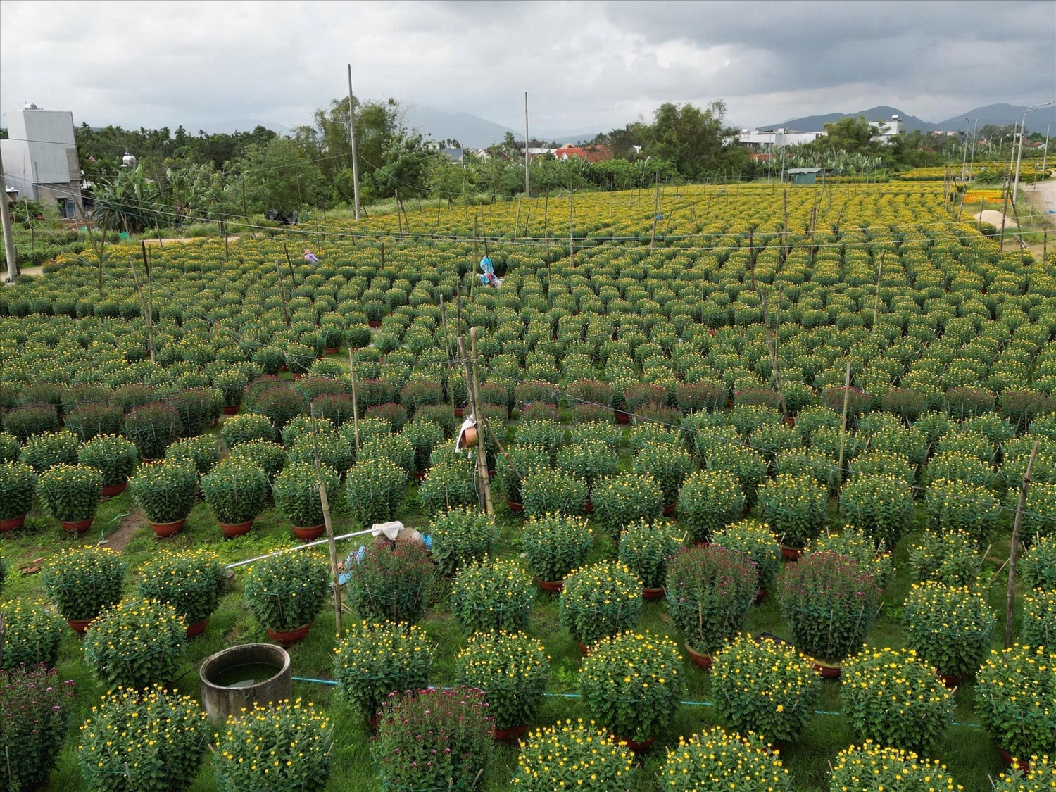 Người trồng hoa ở Quảng Ngãi thắng đậm vụ hoa Tết nhờ giá tốt. (Ảnh NT)