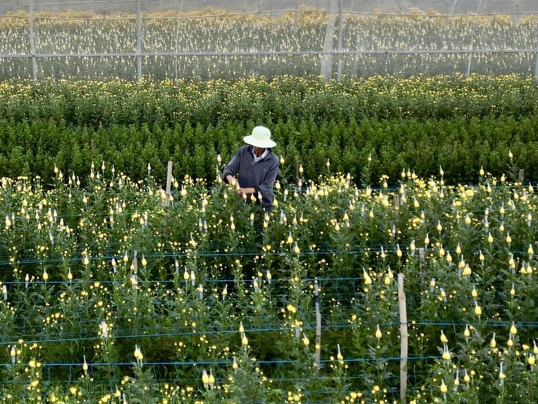 Nhà vườn hoa cúc Đà Nẵng tất bật vụ hoa Tết. (Ảnh NT)