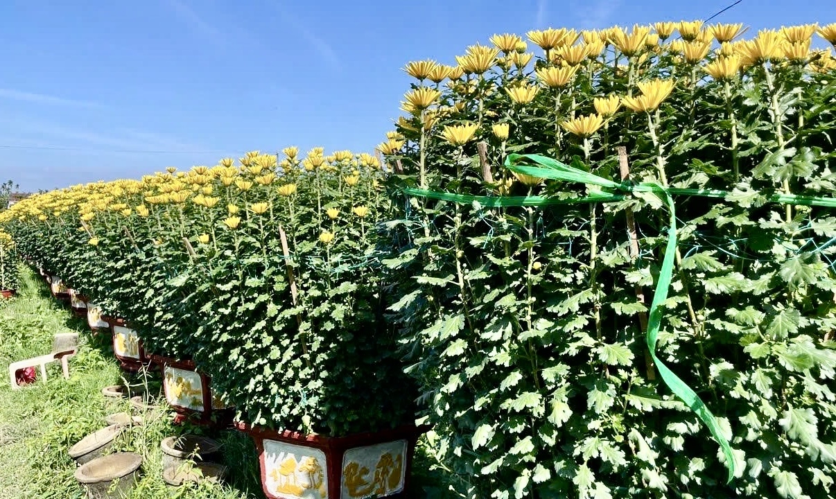 Hoa cúc năm nay có giá tăng hơn những năm trước, từ 500.000 đến hơn 3 triệu đồng mỗi chậu tùy theo kích thước và độ đẹp. (Ảnh NT)