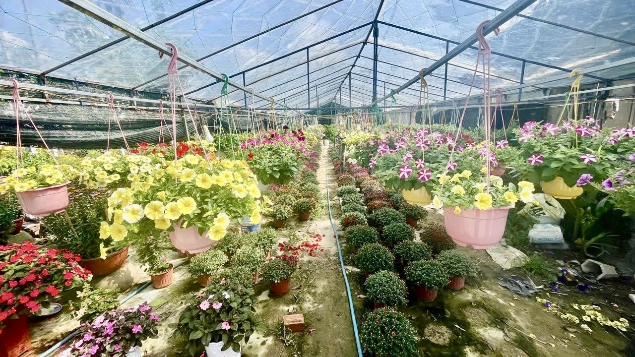 Năm nay, hoa của người trồng được thương lái đặt từ rất sớm, khoảng đầu tháng Chạp và có giá tốt. (Ảnh NT)