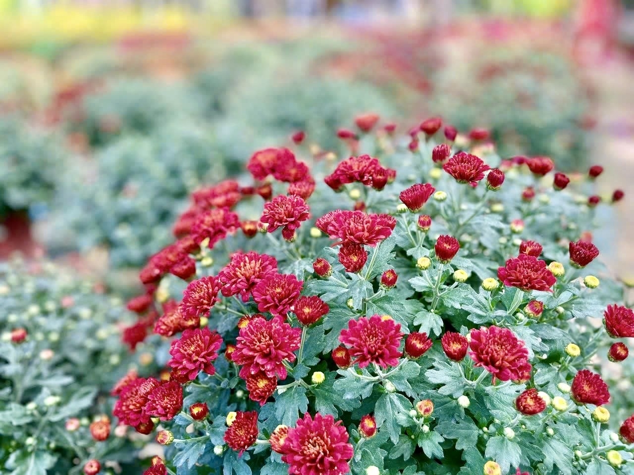 Ngoài hoa cúc, vạn thọ, nhiều loại hoa khác cũng được người dân trồng để đáp ứng nhu cầu sử dụng đa dạng của nhiều người trong dịp Tết Nguyên đán Bính Ngọ. (Ảnh NT)