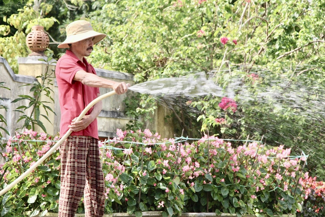 Ông Nguyễn Đức Hải đang chăm hoa để chuẩn bị giao cho thương lái. (Ảnh NT)