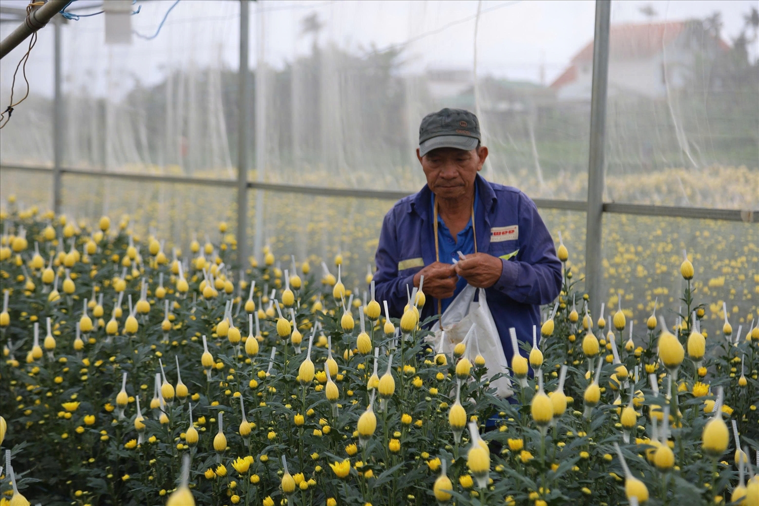 Vụ hoa Tết năm nay giúp nhiều nông dân ở có thu nhập tốt, vui vẻ đón Tết. (Ảnh NT)
