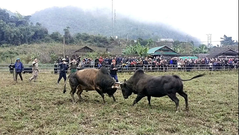 Hội chọi bò đầu xuân ở Mường Lống