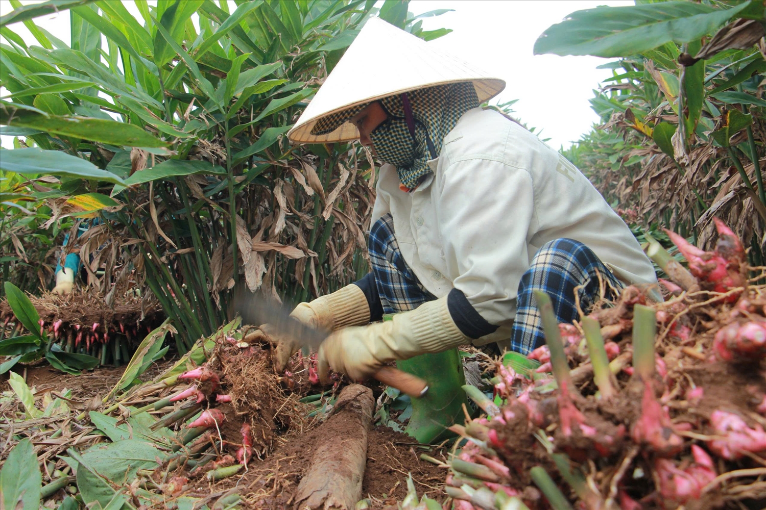 Mỗi ha trồng riềng trung bình cho lãi 200 triệu đồng