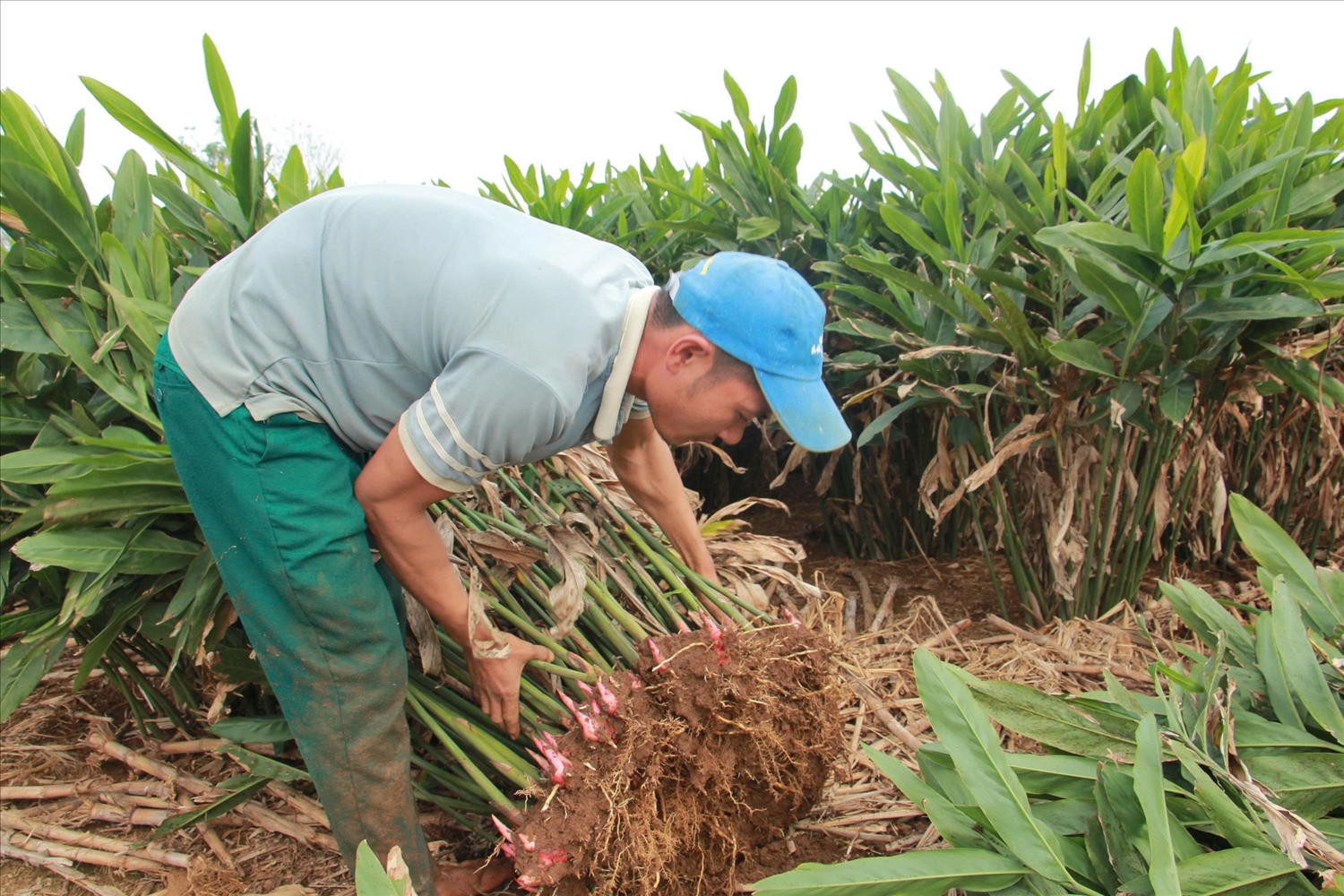 Anh Lê Bá Bằng, trú tại thôn Mỹ Quang, xã Thăng Bình, là một trong những hộ tiên phong chuyển đổi sang trồng riềng.