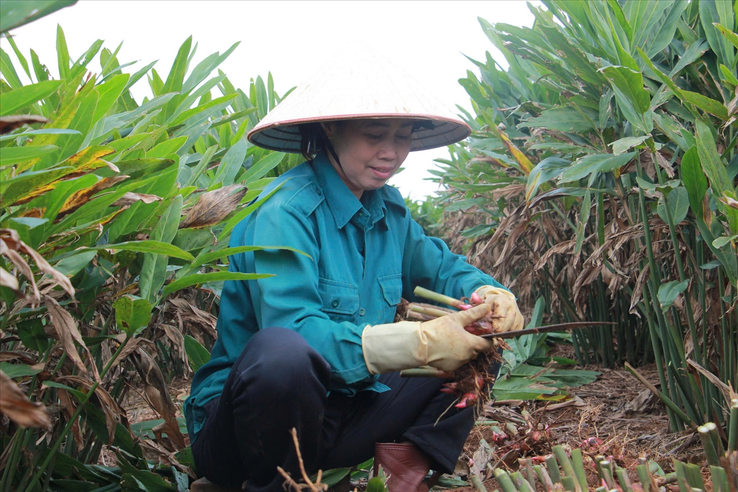 Mô hình trồng riềng đang mang lại hiệu quả kinh tế cao cho người dân xứ Thanh