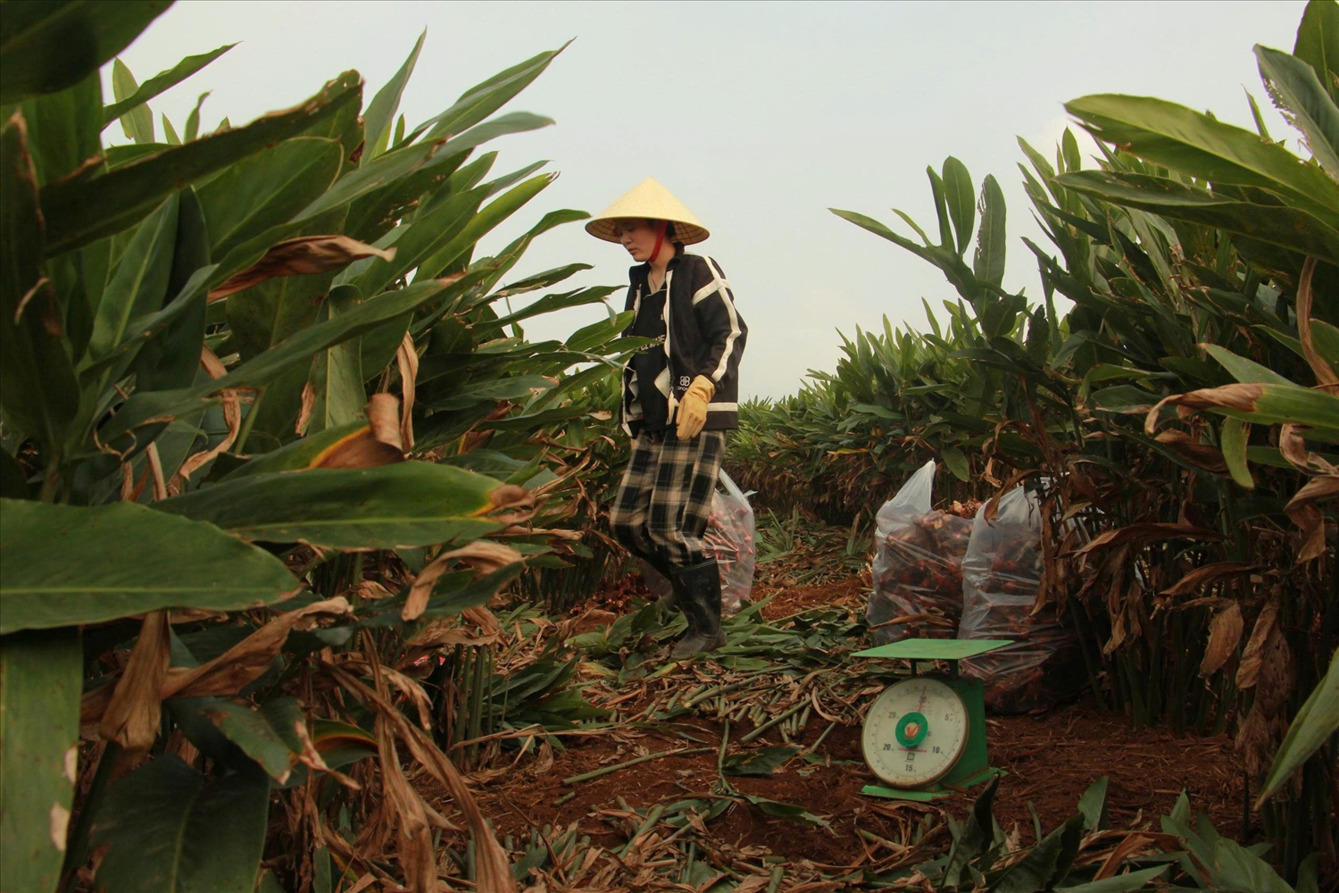 Nhờ hiệu quả kinh tế cao, cây riềng đã góp phần mở ra sinh kế bền vững cho người dân vùng nông thôn Thanh Hóa.