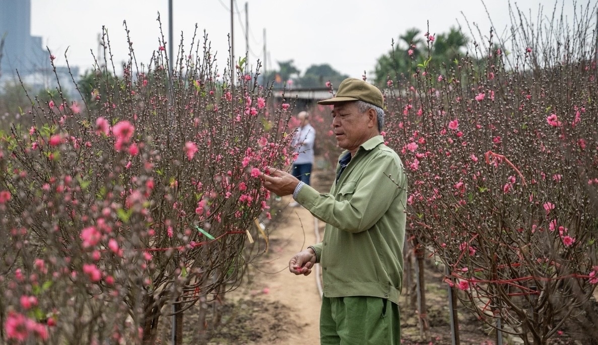 Thời tiết cơ bản thuận lợi trong tuần cuối cùng của năm giúp đào Nhật Tân, Hà Nội phát triển tốt, nụ đều, hoa bung đúng độ, màu sắc tươi tắn. Nhiều gốc đào thế đẹp, cành sum suê hoa đã được khách đặt mua từ sớm, chỉ chờ ngày mang về trưng Tết (Ảnh MH)