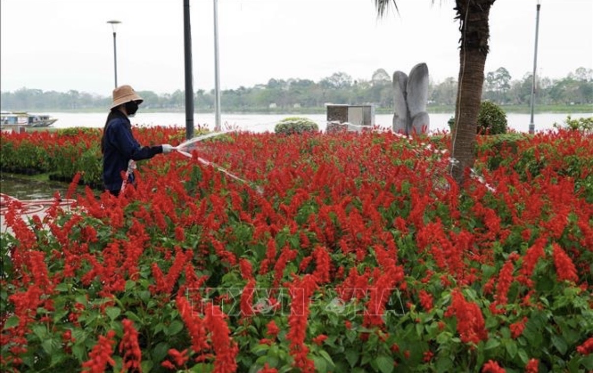Công nhân chăm sóc hoa tươi trang trí ở bờ Nam sông Hương, TP. Huế phục vụ Tết Nguyên đán Bính Ngọ (Ảnh TTXVN)