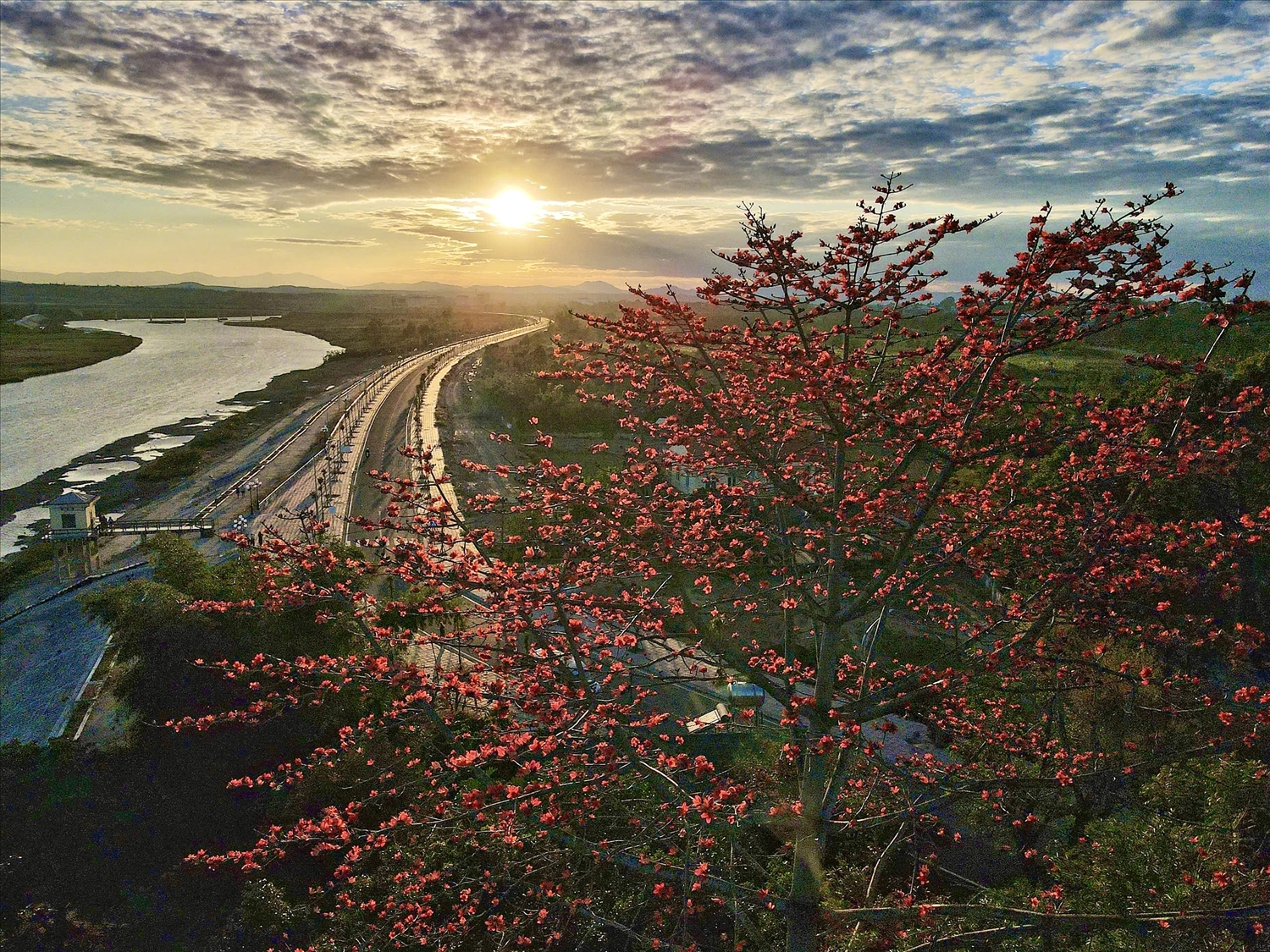 Hoàng hôn buông xuống, làm cho vẻ đẹp của hoa Pơ lang ở tuyến kè sông Đăk Bla, phường Kon Tum thêm huyền ảo. (Ảnh: N.C)