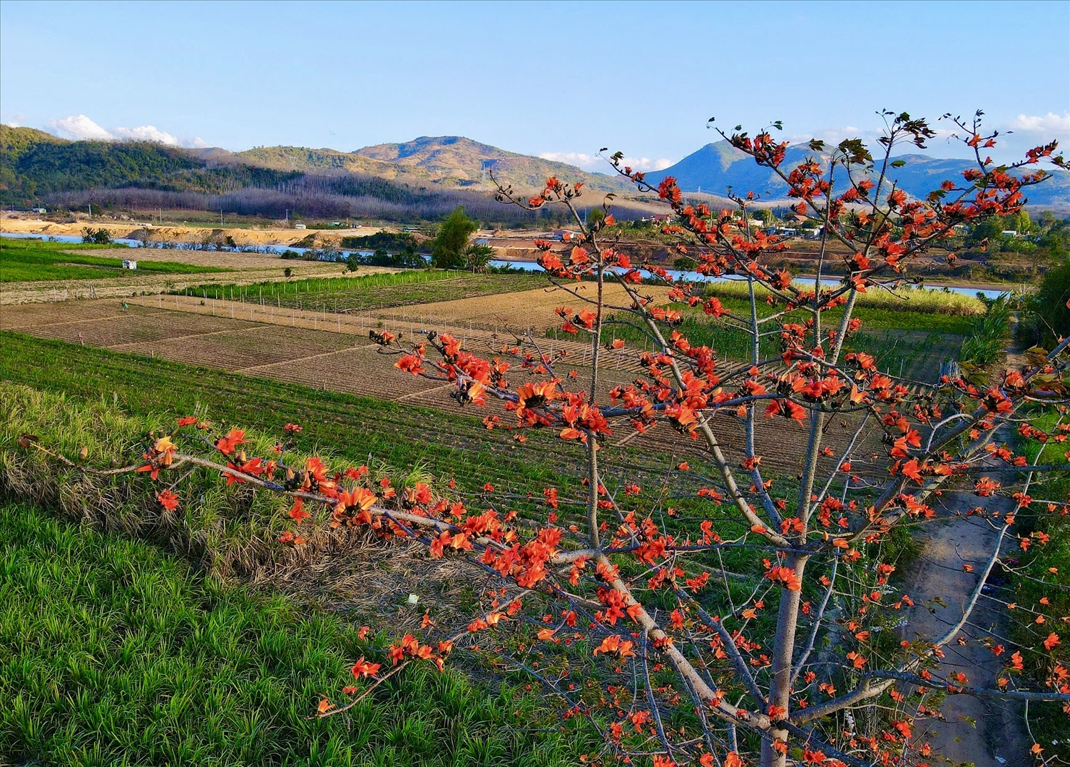 Hoa Pơ lang khoe sắc đỏ thắm trên những khu đất canh tác của đồng bào DTTS ở dọc theo sông Đăk Bla. (Ảnh: N.C)