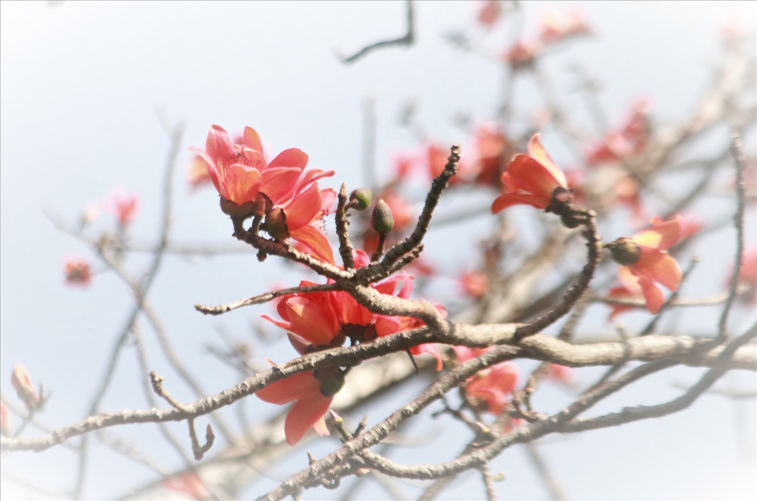 Với người dân Tây Nguyên, hoa Pơ lang gắn bó mật thiết với cuộc sống dân dã và đời sống tâm hồn. (Ảnh: N.C)