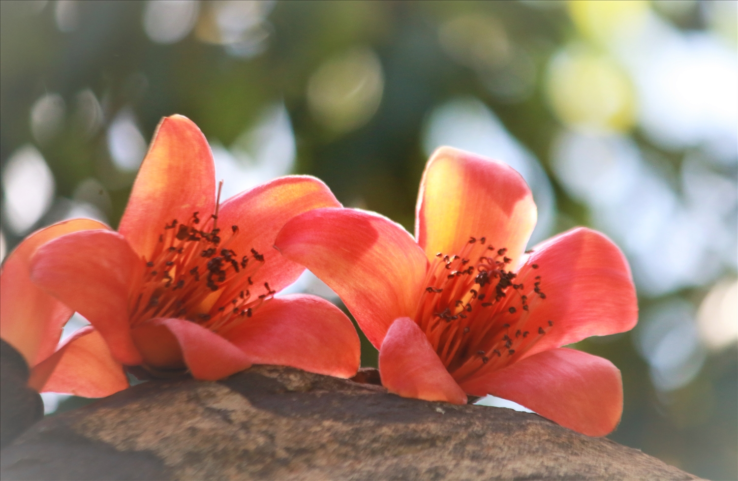 Cánh hoa Pơ lang dày, mịn như nhung, mang một sắc đỏ nồng cháy. (Ảnh: N.C)