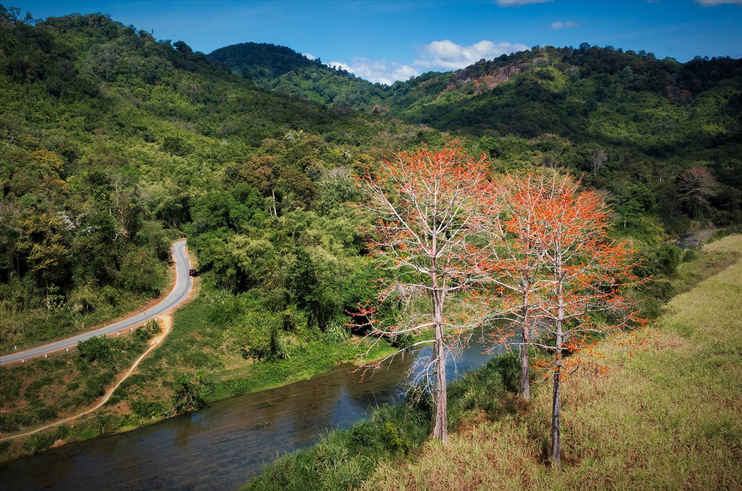 Những cây Pơ lang nở hoa khoe sắc đỏ dọc theo tuyến đường đi qua khu vực Vườn quốc gia Chư Mom Ray. (Ảnh: N.C)