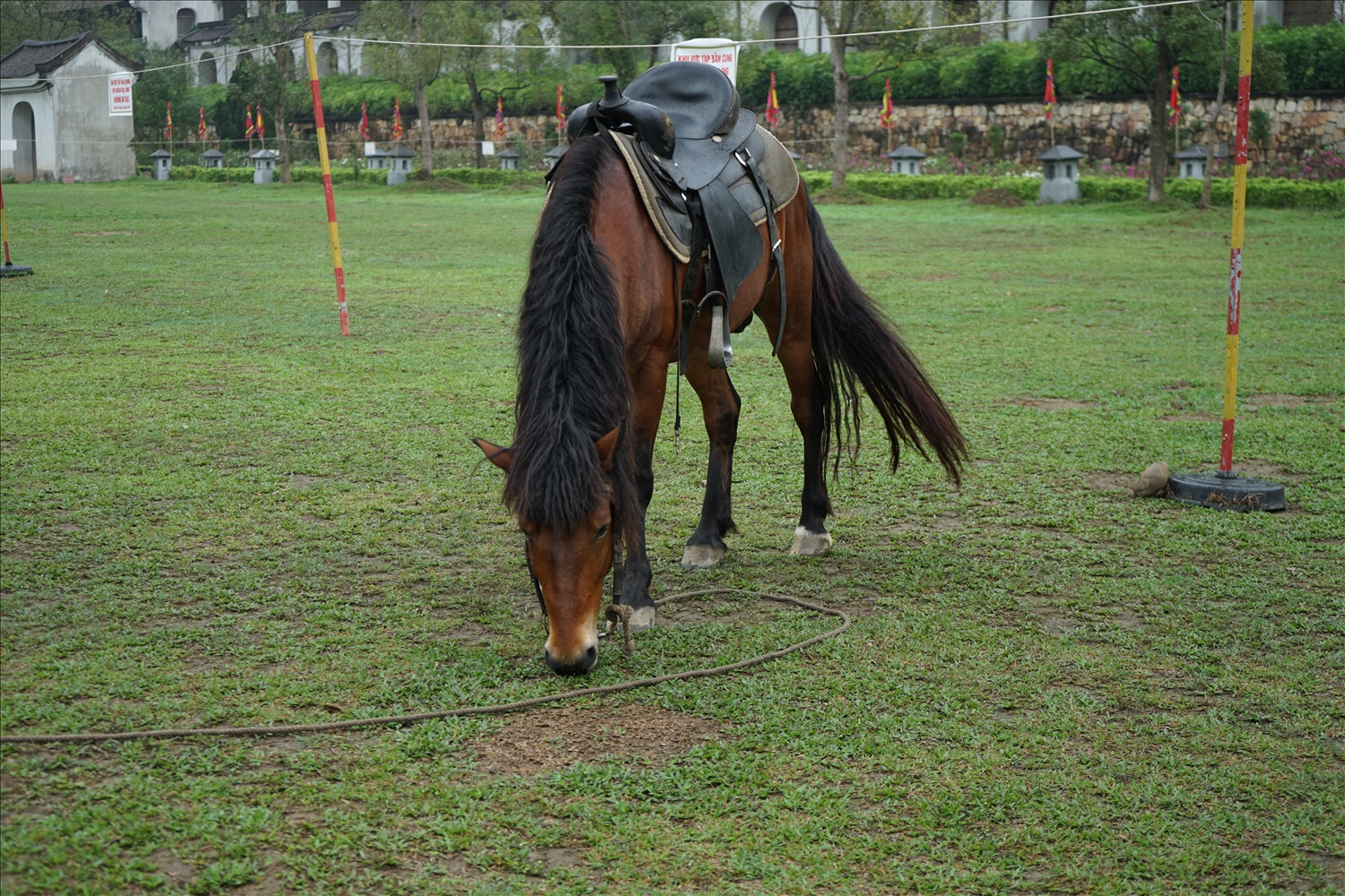 Ngựa được chăm sóc, huấn luyên kỹ trước khi phục vụ du khách để đảm bảo an toàn