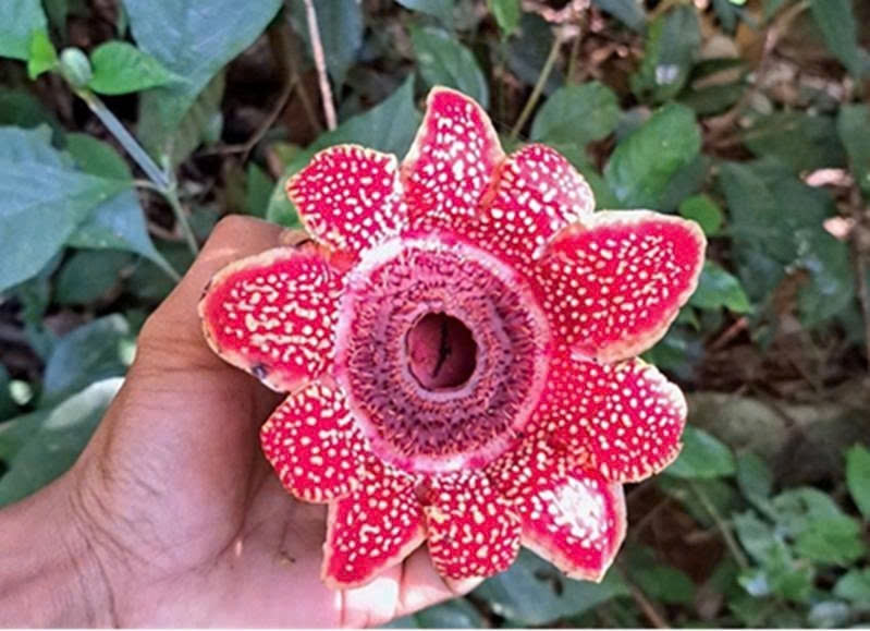 Hoa có đường kính dao động từ 15 đến 20 cm, phần bao hoa màu đỏ thẫm với các đốm vàng nhạt phân bố trên bề mặt (ảnh: VQG PNKB).