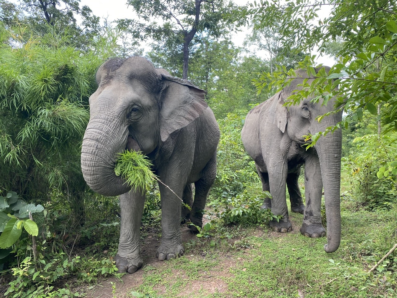 Dưới tán rừng rừng khộp những con voi nhà sống hạnh phúc khi trở về tự nhiên 