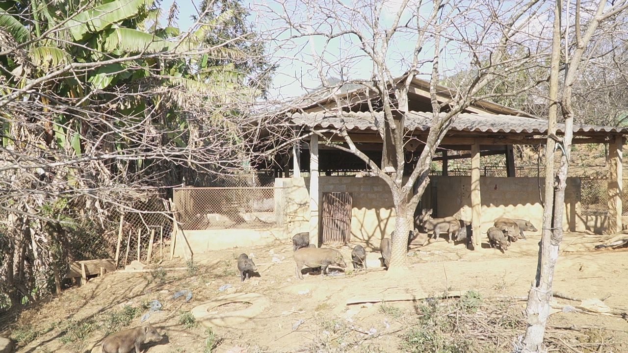 Theo ông Phổng, chăn nuôi lợn rừng mang lại hiệu quả kinh tế cao hơn chăn nuôi lợn thường (Ảnh Trọng Bảo)