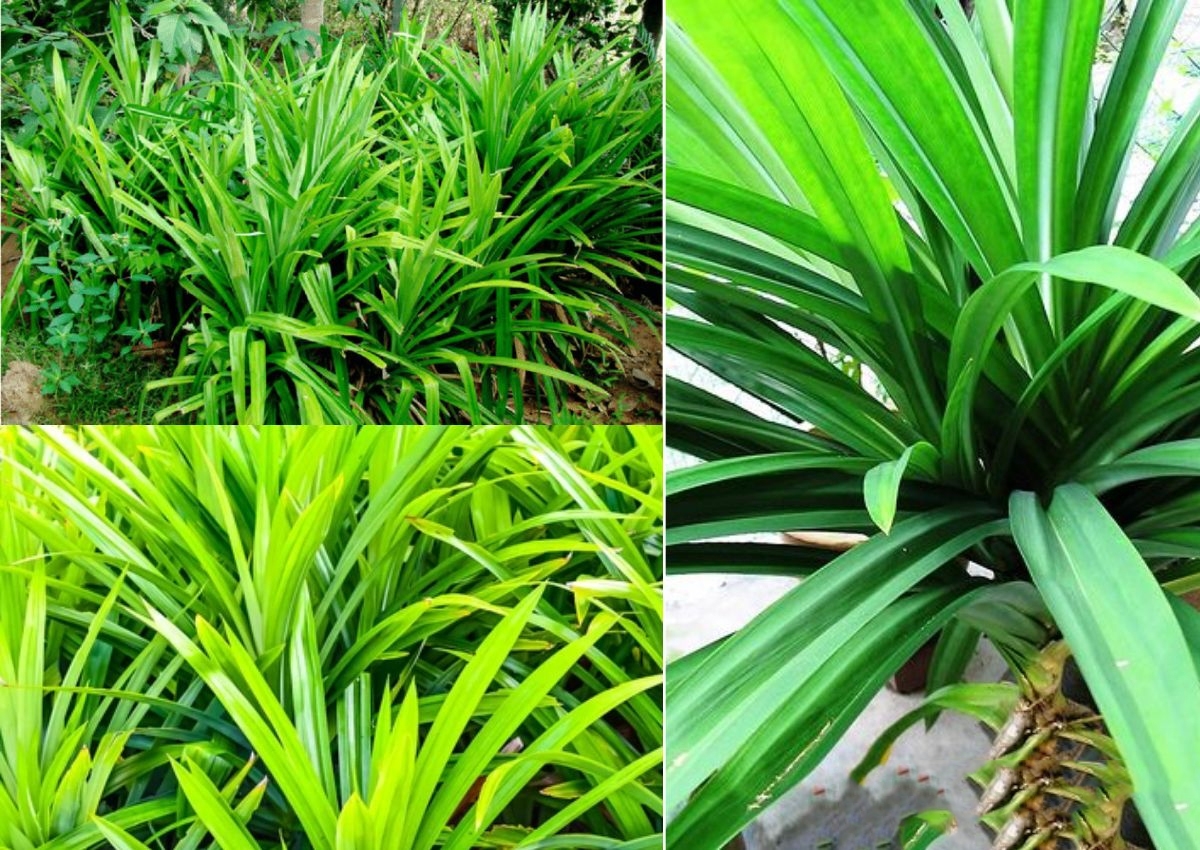  Cây lá dứa mang lại nhiều lợi ích như có tác dụng chữa các bệnh về xương khớp, làm nguyên liệu để chế biến nhiều món ăn