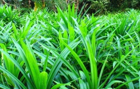 (Tổng hợp) Cách trồng cây lá dứa đơn giản tại nhà 1