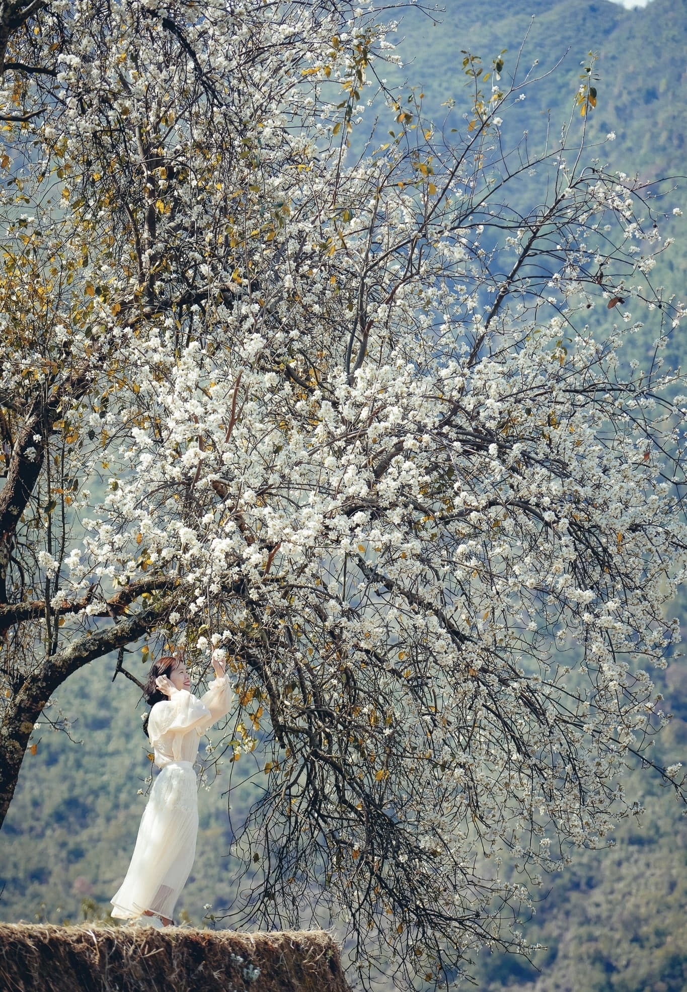 Khách du lịch thả dáng bên rừng sơn tra (ảnh st)