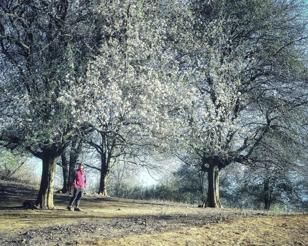 Tháng 3 mùa hóa sơn tra nở rộ (ảnh st)